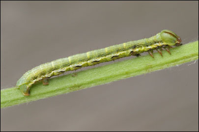 Isturgia murinaria ([Denis & Schiffermuller], 1775) - �������� �������