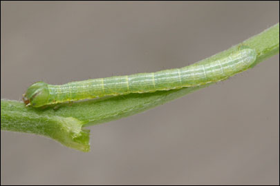 Isturgia murinaria ([Denis & Schiffermuller], 1775) - �������� �������