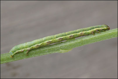 Isturgia murinaria ([Denis & Schiffermuller], 1775) - �������� �������