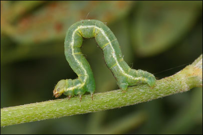 Isturgia murinaria ([Denis & Schiffermuller], 1775) - �������� �������