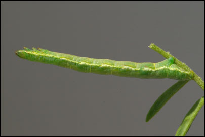 Isturgia murinaria ([Denis & Schiffermuller], 1775) - �������� �������