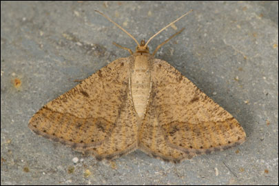 Isturgia murinaria ([Denis & Schiffermuller], 1775) - �������� �������