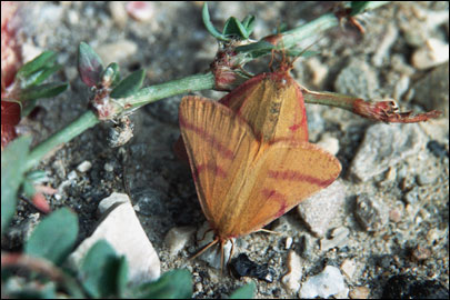 Lythria purpuraria (Linnaeus, 1758) - Пяденица пурпурная