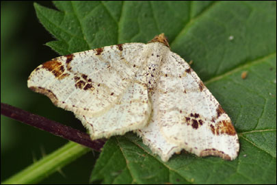 Macaria notata (Linnaeus, 1758) -  