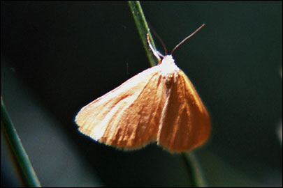 Minoa lutea Schwingenschuss, 1954 - �������� �����