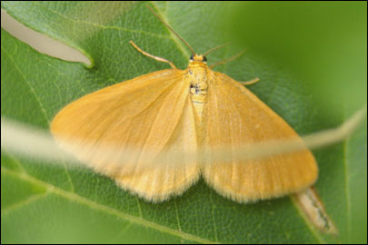 Minoa lutea Schwingenschuss, 1954 - �������� �����