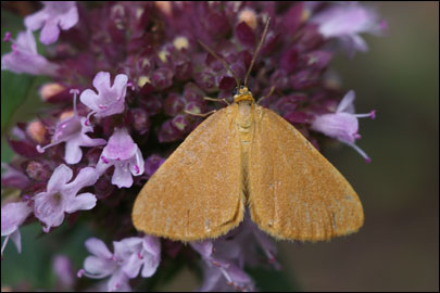 Minoa lutea Schwingenschuss, 1954 - �������� �����