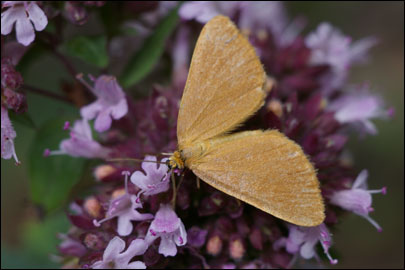 Minoa lutea Schwingenschuss, 1954 - �������� �����