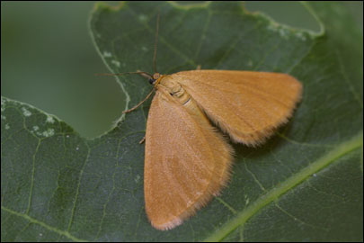 Minoa lutea Schwingenschuss, 1954 - �������� �����