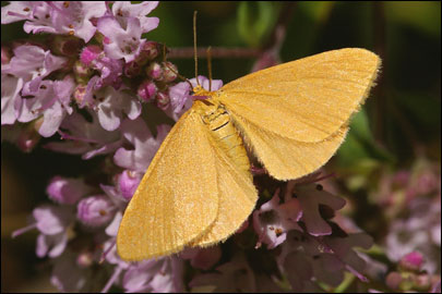 Minoa lutea Schwingenschuss, 1954 - �������� �����