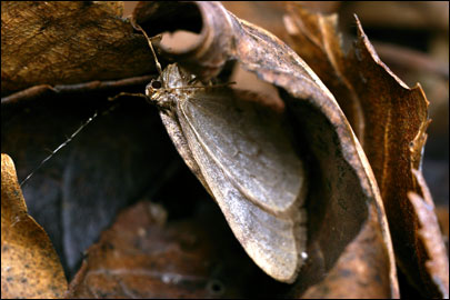 Operophtera brumata (Linnaeus, 1758) - Пяденица зимняя