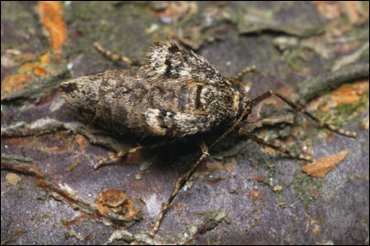 Operophtera brumata (Linnaeus, 1758) - Пяденица зимняя