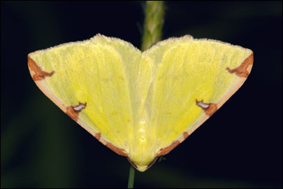 Opisthograptis luteolata (Linnaeus, 1758) - Пяденица боярышниковая