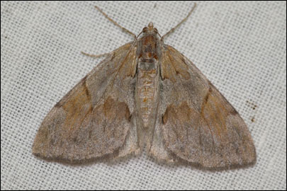 Pennithera firmata (Hubner, [1822]) - �������� �������