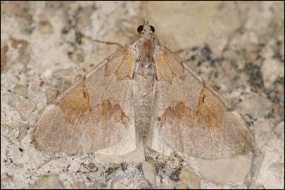 Pennithera firmata (Hubner, [1822]) - �������� �������