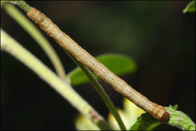 Peribatodes rhomboidaria ([Denis & Schiffermuller], 1775) - �������� ---