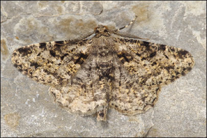 Peribatodes rhomboidaria ([Denis & Schiffermuller], 1775) - �������� ---