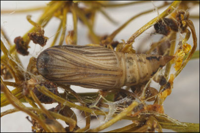 Phaiogramma etruscaria (Zeller, 1849) -  