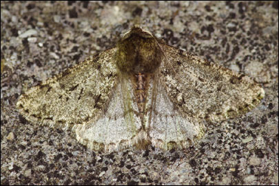 Phigalia pilosaria ([Denis & Schiffermuller], 1775) - �������� ����������
