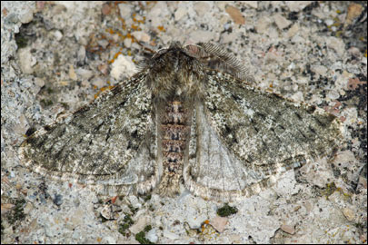 Phigalia pilosaria ([Denis & Schiffermuller], 1775) - �������� ����������