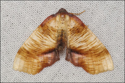 Plagodis dolabraria (Linnaeus, 1767) -  