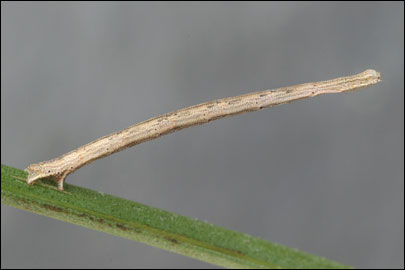 Scopula flaccidaria (Zeller, 1852) -  