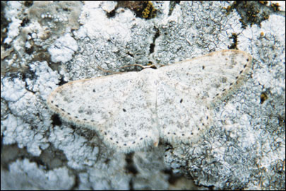 Scopula marginepunctata (Goeze, 1781) - Пяденица каёмчатая