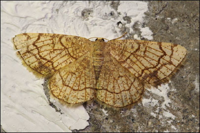 Stegania dilectaria (Hubner, [1790]) - �������� �������