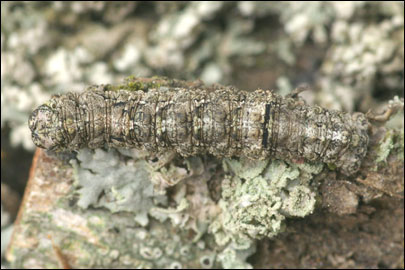 Tephronia lepraria (Rebel, 1909) - �������� ---