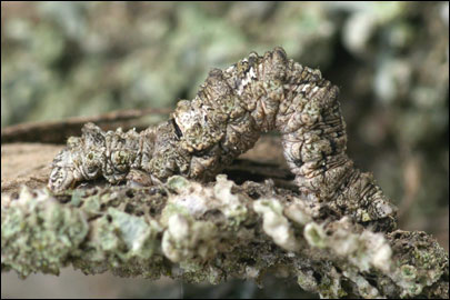 Tephronia lepraria (Rebel, 1909) - �������� ---