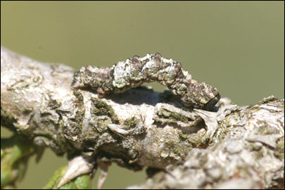 Tephronia lepraria (Rebel, 1909) - �������� ---