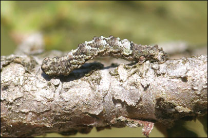 Tephronia lepraria (Rebel, 1909) - �������� ---