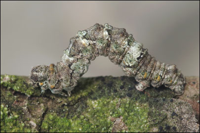 Tephronia lepraria (Rebel, 1909) - �������� ---