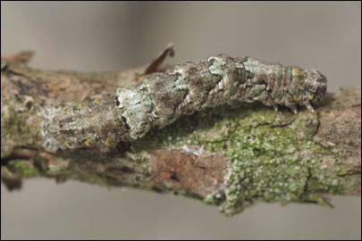 Tephronia lepraria (Rebel, 1909) - �������� ---