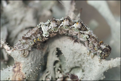 Tephronia lepraria (Rebel, 1909) - �������� ---