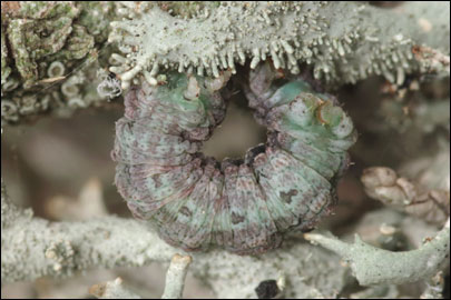 Tephronia lepraria (Rebel, 1909) - �������� ---