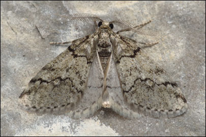 Tephronia lepraria (Rebel, 1909) - �������� ---