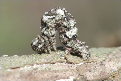 Tephronia lepraria (Rebel, 1909) - �������� ---