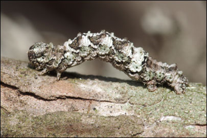 Tephronia lepraria (Rebel, 1909) - �������� ---