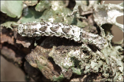 Tephronia lepraria (Rebel, 1909) - �������� ---