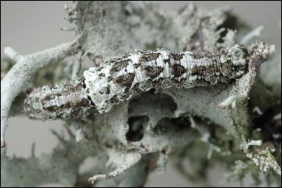 Tephronia lepraria (Rebel, 1909) - �������� ---