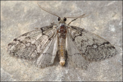 Tephronia lepraria (Rebel, 1909) - �������� ---