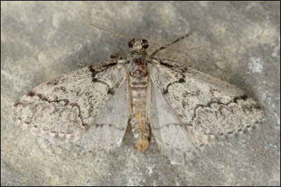 Tephronia lepraria (Rebel, 1909) - �������� ---