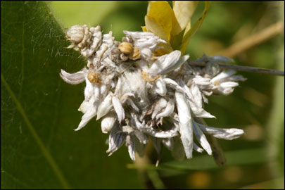 Thetidia smaragdaria (Fabricius, 1787) - Пяденица изумрудная