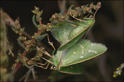 Thetidia smaragdaria (Fabricius, 1787) - Пяденица изумрудная