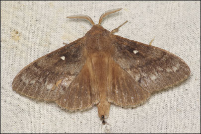 Dendrolimus pini (Linnaeus, 1758) -  
