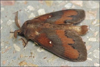 Dendrolimus pini (Linnaeus, 1758) -  