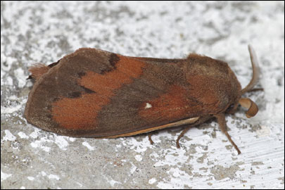 Dendrolimus pini (Linnaeus, 1758) -  