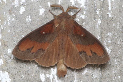 Dendrolimus pini (Linnaeus, 1758) -  