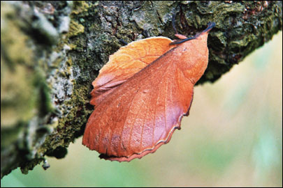 Gastropacha quercifolia (Linnaeus, 1758) - ���������� �����������